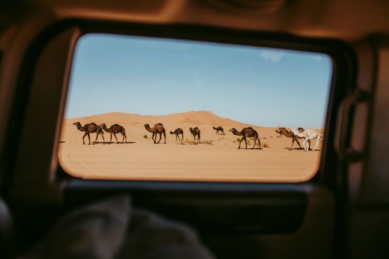 Driving in Morocco by car seeing all the camels 